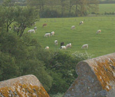 Cows, not overly impressed